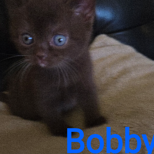 Foto van de poes