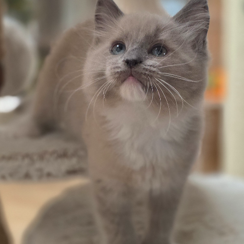 Foto van de poes
