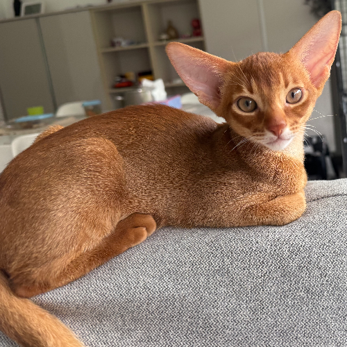 Foto van de poes