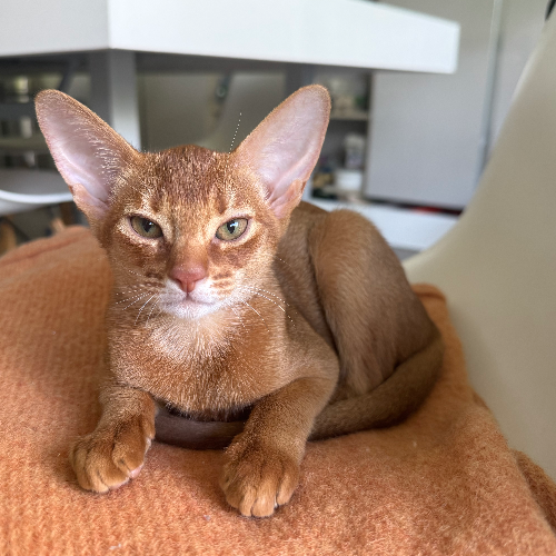 Foto van de poes