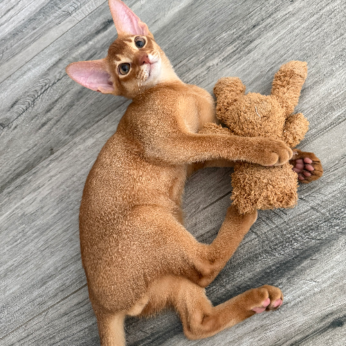 Foto van de poes