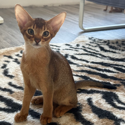 Foto van de poes