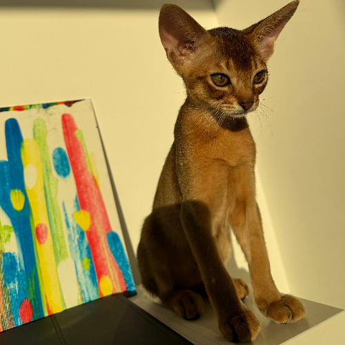 Foto van de poes