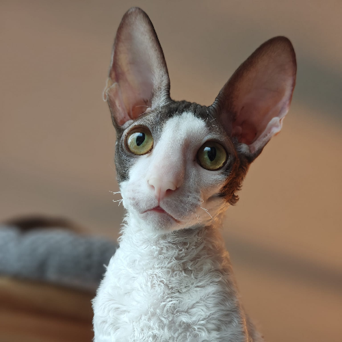 Foto van de poes