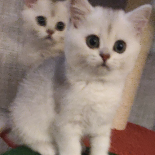 Foto van de poes