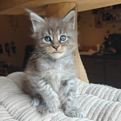 Foto van de poes