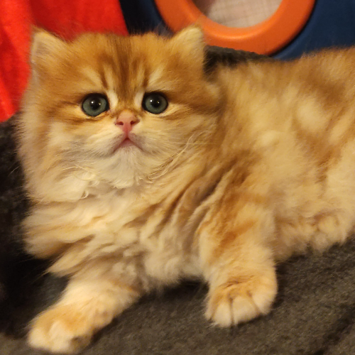Foto van de poes