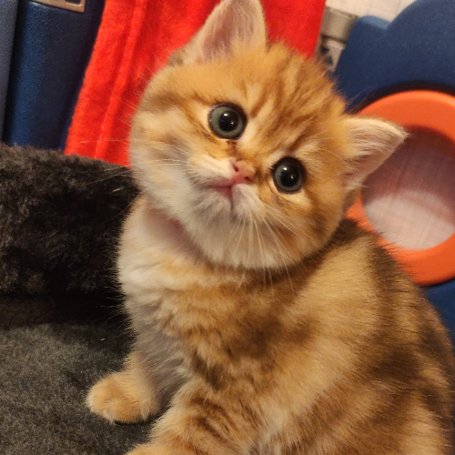 Foto van de poes
