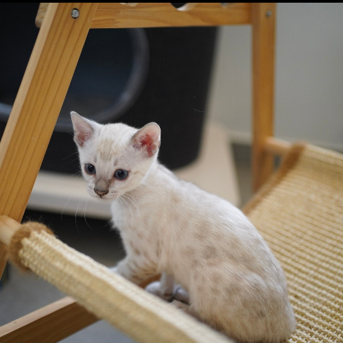 Foto van de poes
