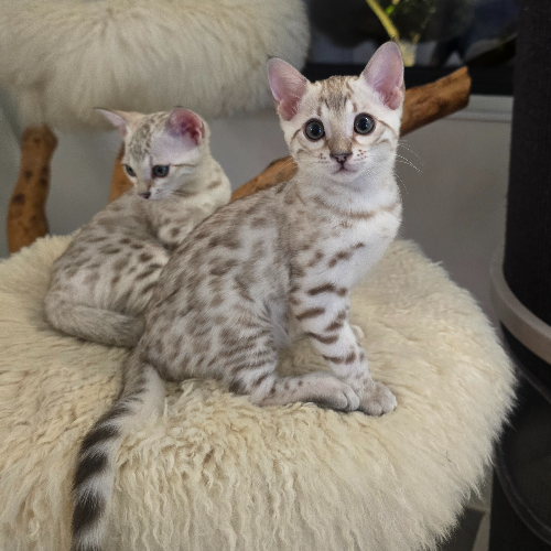 Foto van de poes