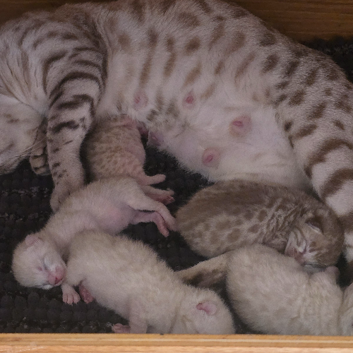 Foto van de poes