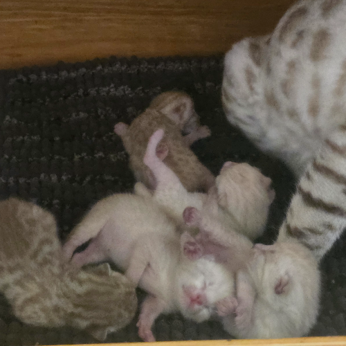Foto van de poes