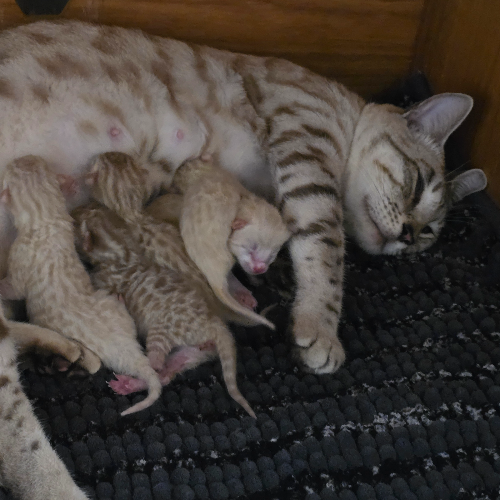 Foto van de poes