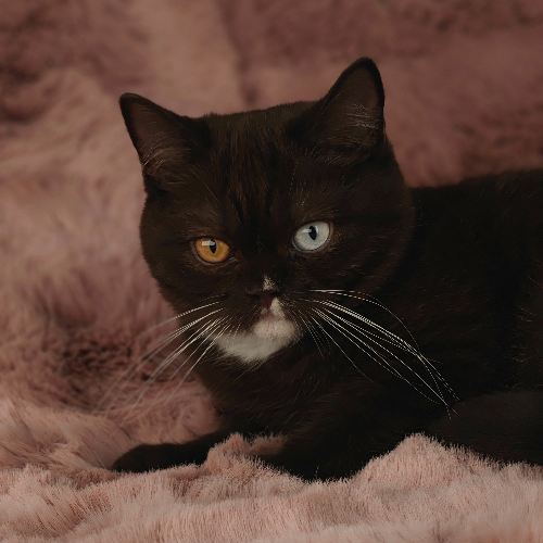 Foto van de poes