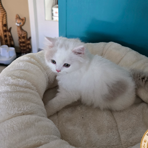 Foto van de poes