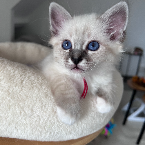 Foto van de poes
