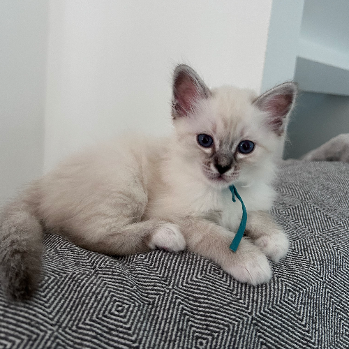 Foto van de poes