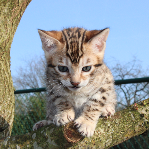 Foto van de poes