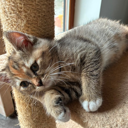 Foto van de poes