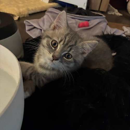 Foto van de poes