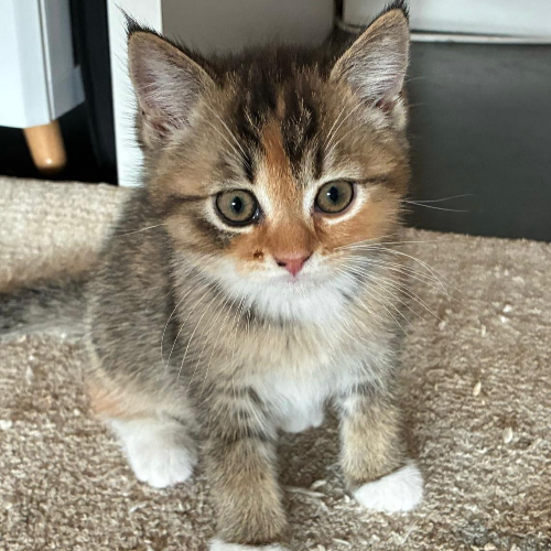 Foto van de poes