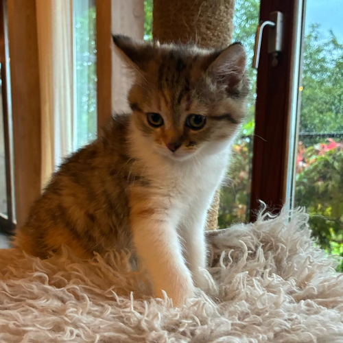 Foto van de poes