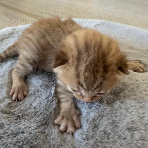 Foto van de poes