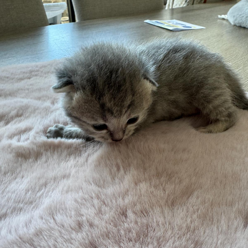 Foto van de poes