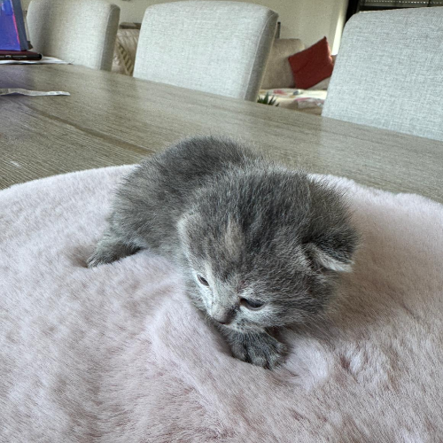 Foto van de poes