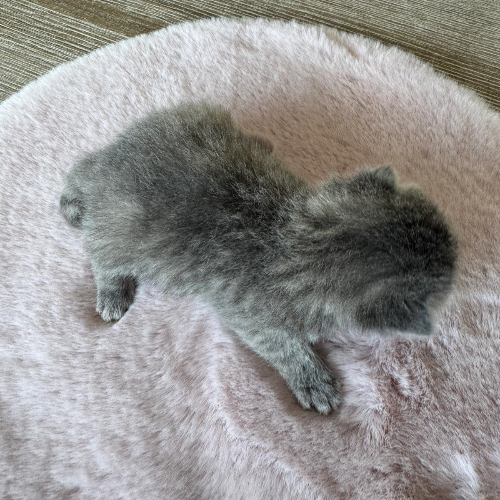Foto van de poes
