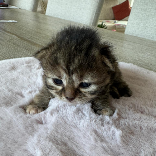 Foto van de poes