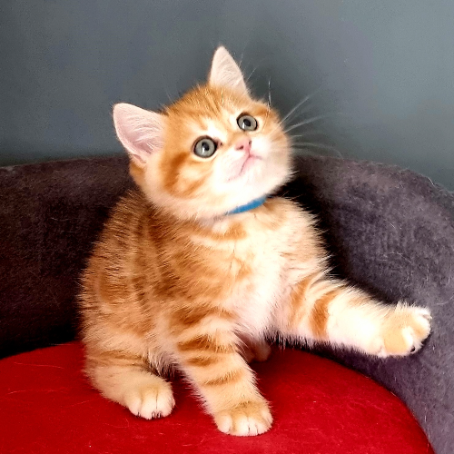 Foto van de poes