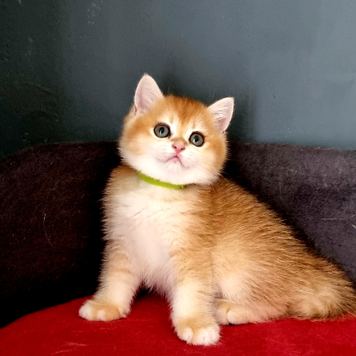 Foto van de poes