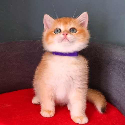 Foto van de poes