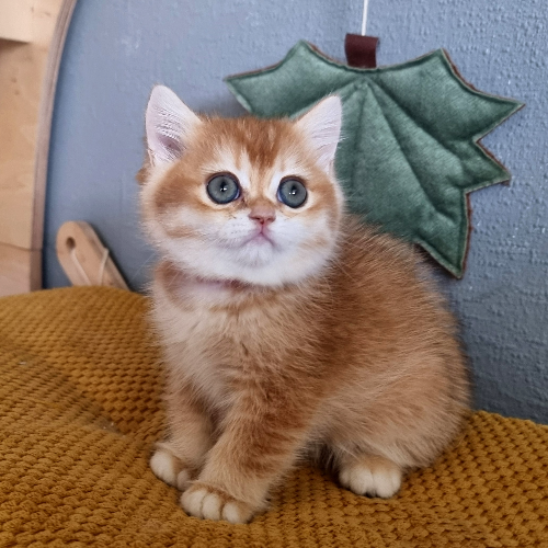 Foto van de poes