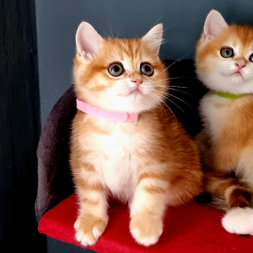 Foto van de poes