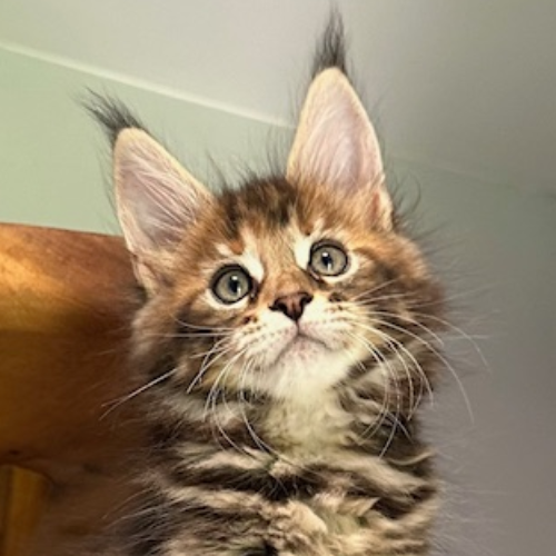 Foto van de poes