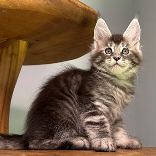 Foto van de poes