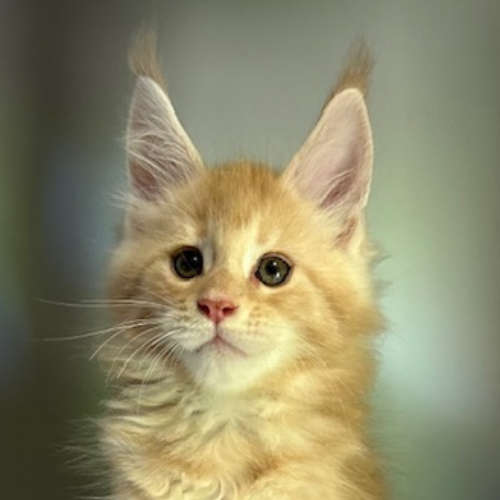 Foto van de poes