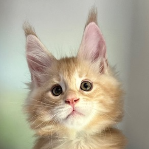 Foto van de poes