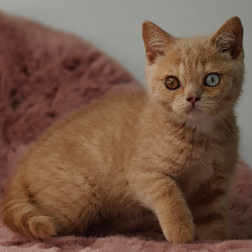 Foto van de poes