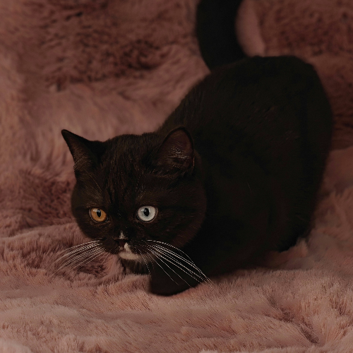 Foto van de poes