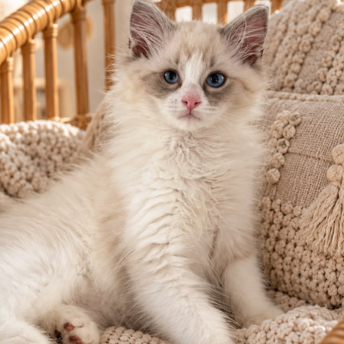 Foto van de poes