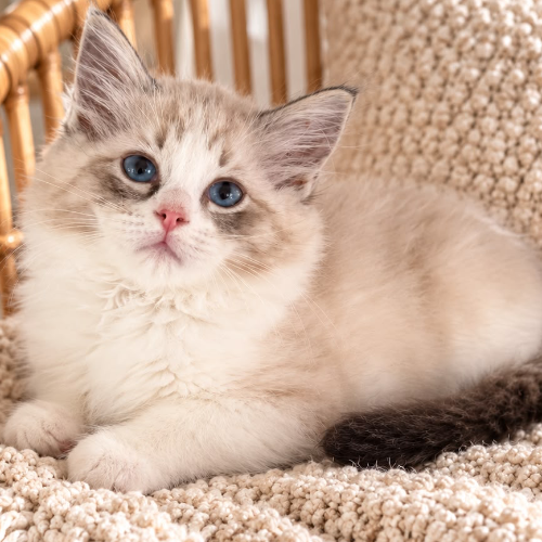 Foto van de poes