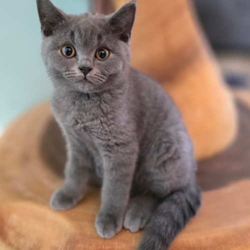 Foto van de poes