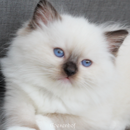 Foto van de poes