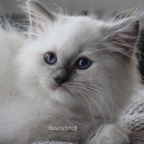 Foto van de poes