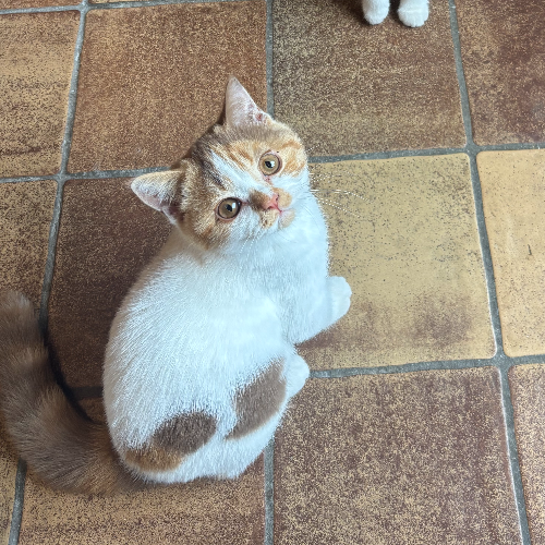 Foto van de poes