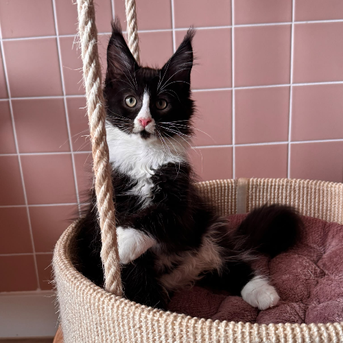 Foto van de poes
