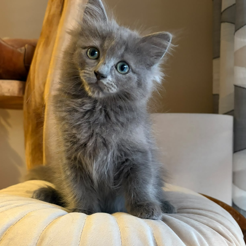 Foto van de poes
